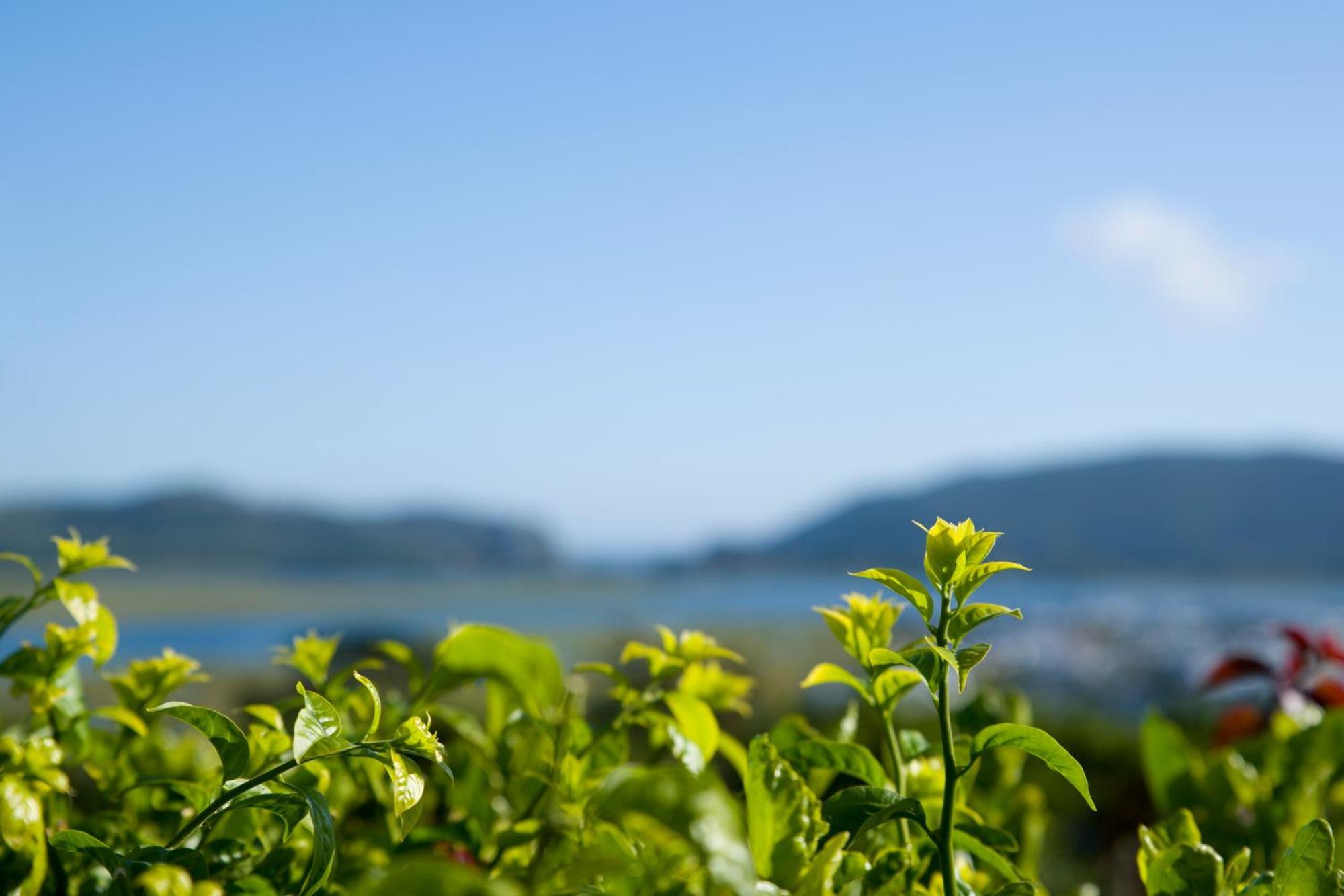 Candlewood alojamiento Knysna Exterior foto